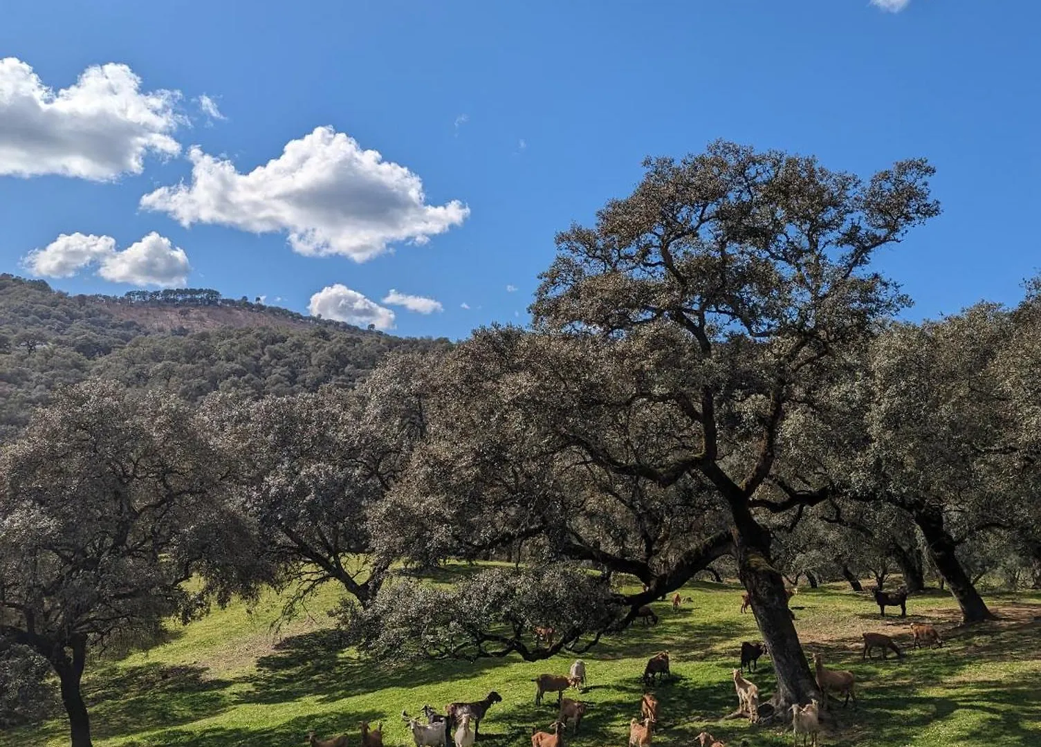 Finca Bravo Cortegana